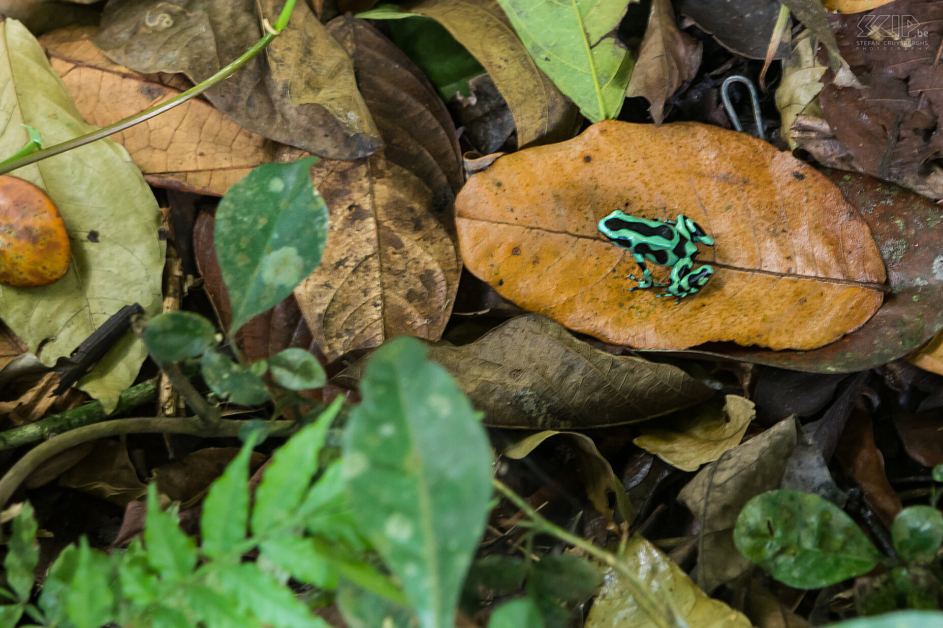 La Selva - Gouden gifkikker Sommige exemplaren van de gouden gifkikker (dendrobates auratus) hebben een wat gouden glans over het hele lichaam maar de meesten zijn eerder groen met zwart gestreept zijn. In het Engels noemen ze dan ook green-and-black poison frog. Het is een kleine giftige kikker (3-4cm) en een zeer kleine hoeveelheid gif is voldoende een mens ziek te maken. Wij ontdekten er eentje in van de wouden van Selva Verde lodge en eentje in het nationale park van Carara.<br />
 Stefan Cruysberghs